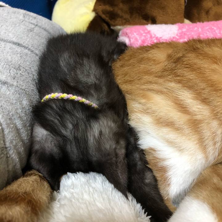 22c426a7 0ebd 4dbc 8667 b586cf4a05f8 1606159251390