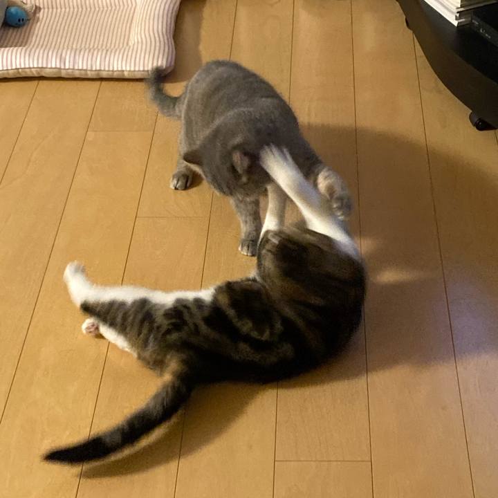 22c53a65 1813 4ff4 82a9 bcc8034b9edc 1766758124612