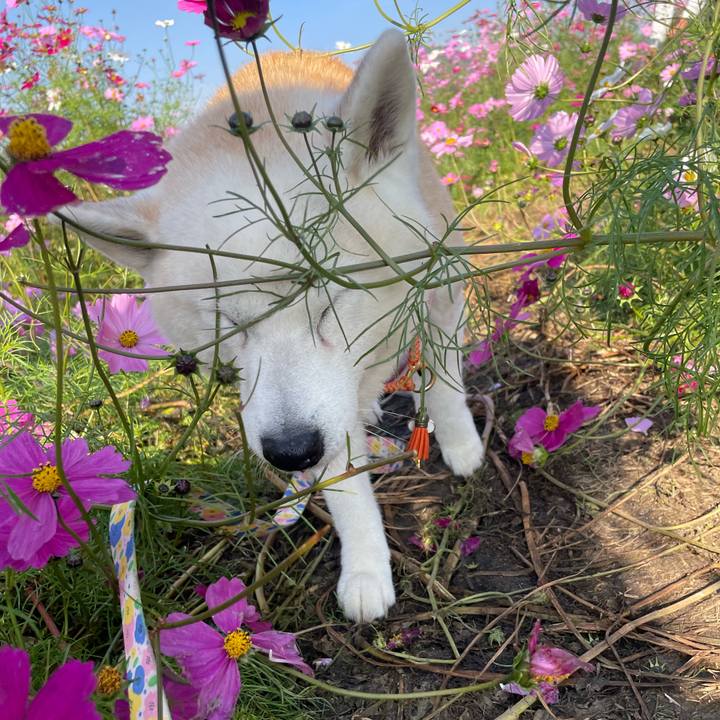 22c96300 cf52 41ff 9c76 410cf71d2c41 1699095502923