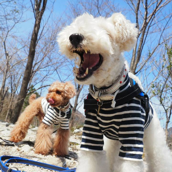 22cba91d 53da 4f9e 9d89 5a690ee40d99 1521881229063