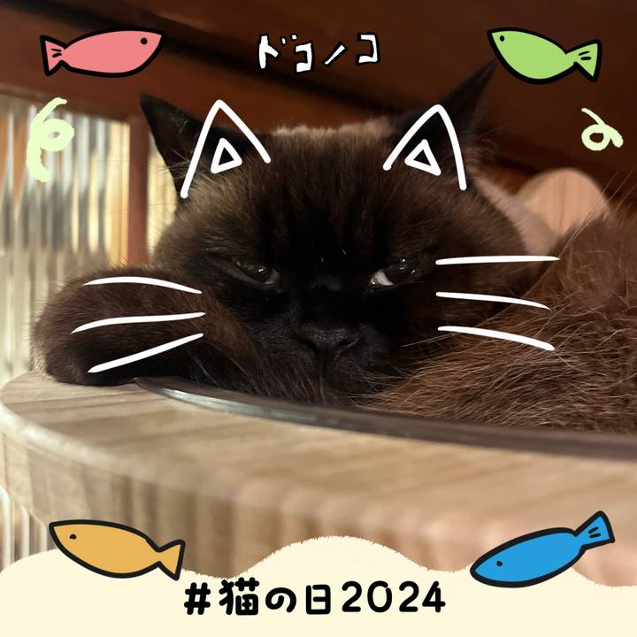 22cd264c c549 4a52 afea dbea5f22eae6 1708602976415