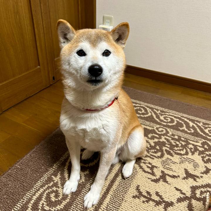 22cdd8a9 e791 4490 910c bd2919541766 1705567964678