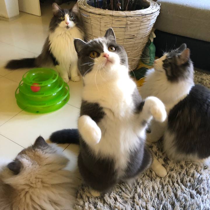 22ce455d 9a73 4702 b3a7 2d1323c8f53b 1546145222078