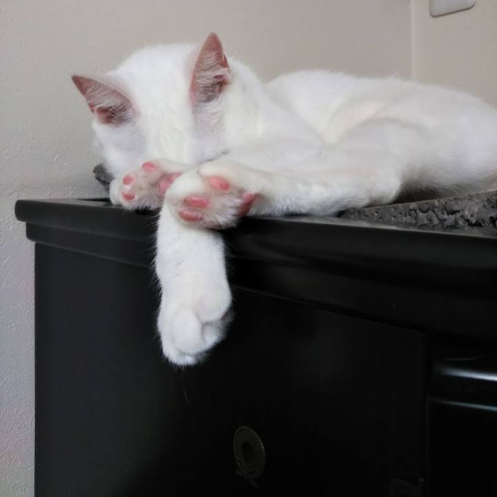 22ce470f a6a3 45ef aa15 11fe17d1493b 1627819850459