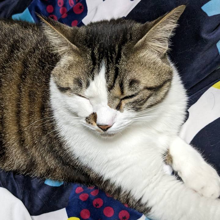 22cf62aa 71fe 4996 a686 a4276071700b 1678627569691