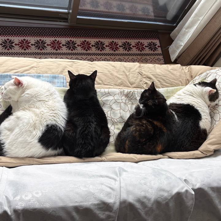 22cf7af2 c53c 42c3 8eaa 4eeb46425447 1764403176146