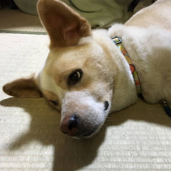 22d20379 390e 4758 b116 439b12787b76 1526993199638