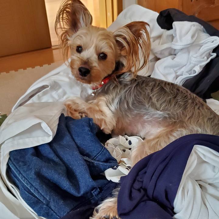 22d93c4f 80d0 4014 bec7 11997332bd6a 1565187102653