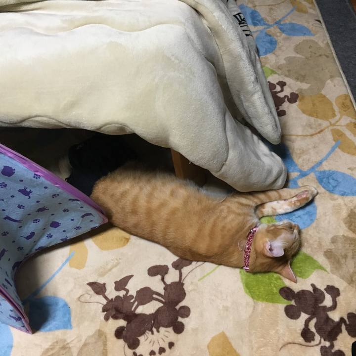 22dff6b2 18e8 4c0b ba8f b4f8a5eeeef0 1508001350378