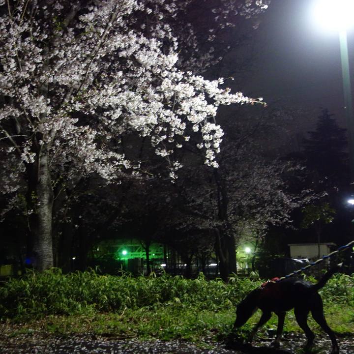 22e1a393 ac13 4d5f b8a9 749c9b0a2a95 1585565842479