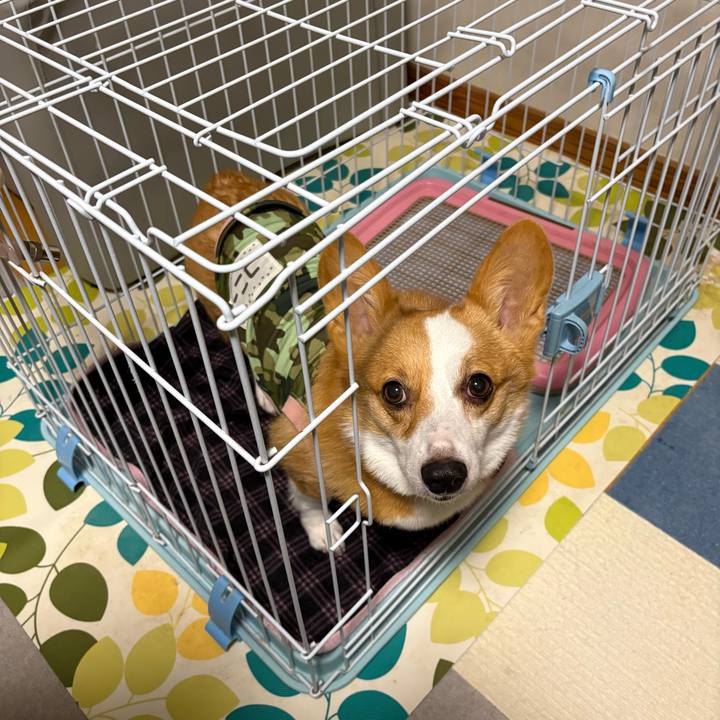 22f0dfe0 4472 4419 9fe3 1699e54a15da 1771058386405