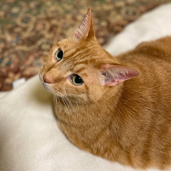 22f6b0da cd33 43d3 b043 696e4530f284 1767363927047