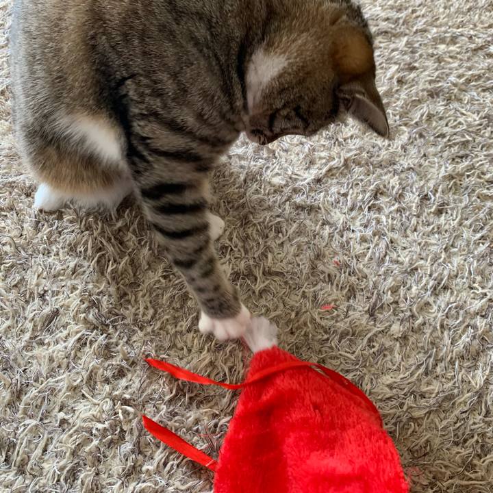 22fb4daf 191b 41ef b66e f9b86683d27f 1545010255799