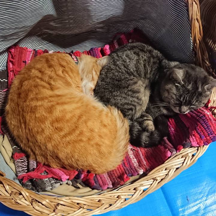 22fb4f32 e7aa 4ad3 8e6b a4e1fcf0edb4 1558212511529