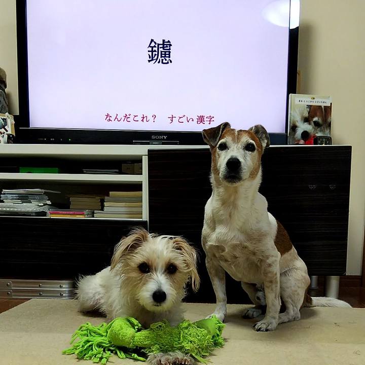 22fc718b 4ded 424c 8652 44005f8d195b 1555452854966