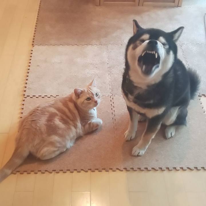 22fcdae8 b2fe 45ab 96ea cecd1d17feb3 1554368135213