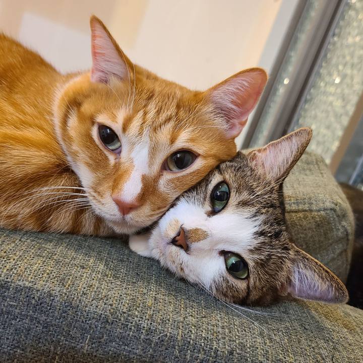 22fd2c95 9d5b 4907 8da1 b11a88fb49a5 1615204376454