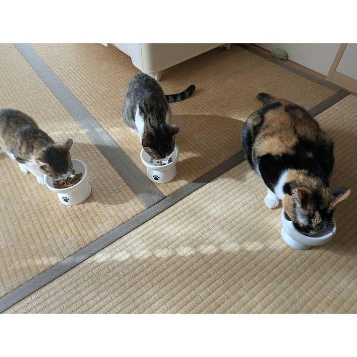 22fedd6e 8d1a 4e4c ad15 057f028e0b70 1731310774168