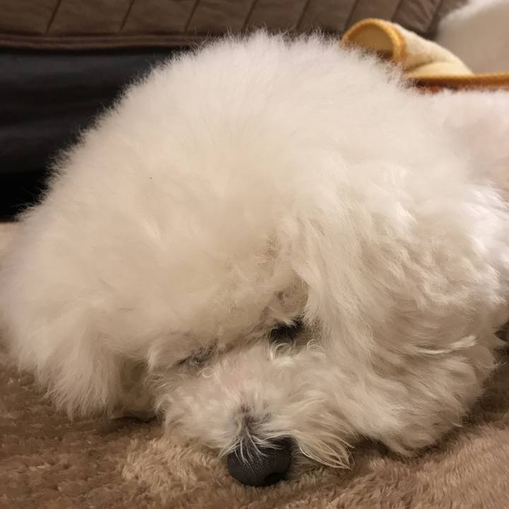 22feed32 fec5 4e42 98bc 29d5fd1e427e 1545311108935