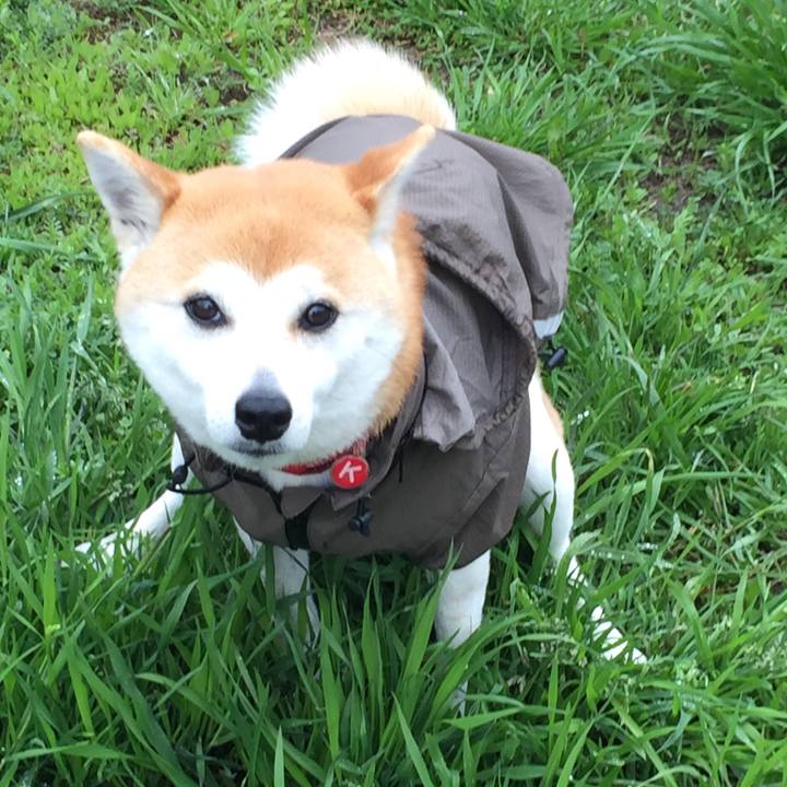 22ff8d5c 1af2 42fb bab4 77392927ccc9 1521506124633