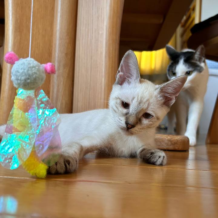 23008161 2656 48f3 b74e 32e71f7f4863 1723126773433