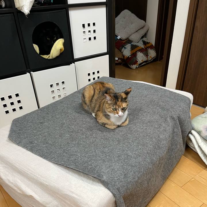 2303daa3 9a8e 40b6 a2dd 1290c93ccd36 1685325017644