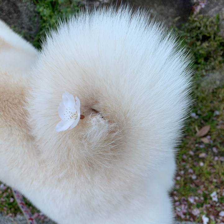 2305fb74 d575 4656 bba6 db83fa262cab 1587001118794