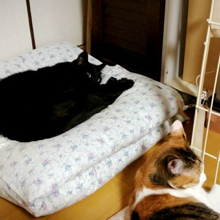 2306eeb9 6555 47b5 9800 50d92ecadb21 1528536508642