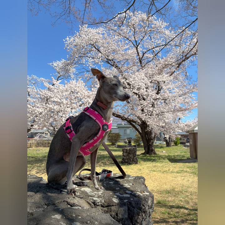 2307a436 ae94 486b 84ed e01821b090ab 1777027782704