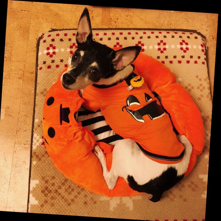 23086213 729d 452f 87e2 01b92d7130ed 1540983112027