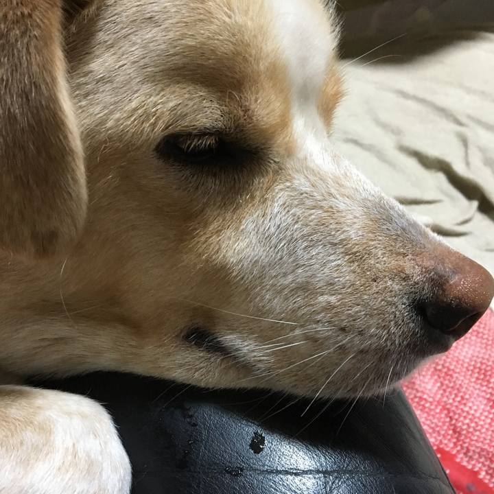 230928a9 b0c1 4596 9d8d 8680fedad34d 1528213638831