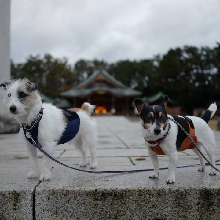 230e70b4 86ad 4fe5 a07c e65dedb61ed4 1512101253469