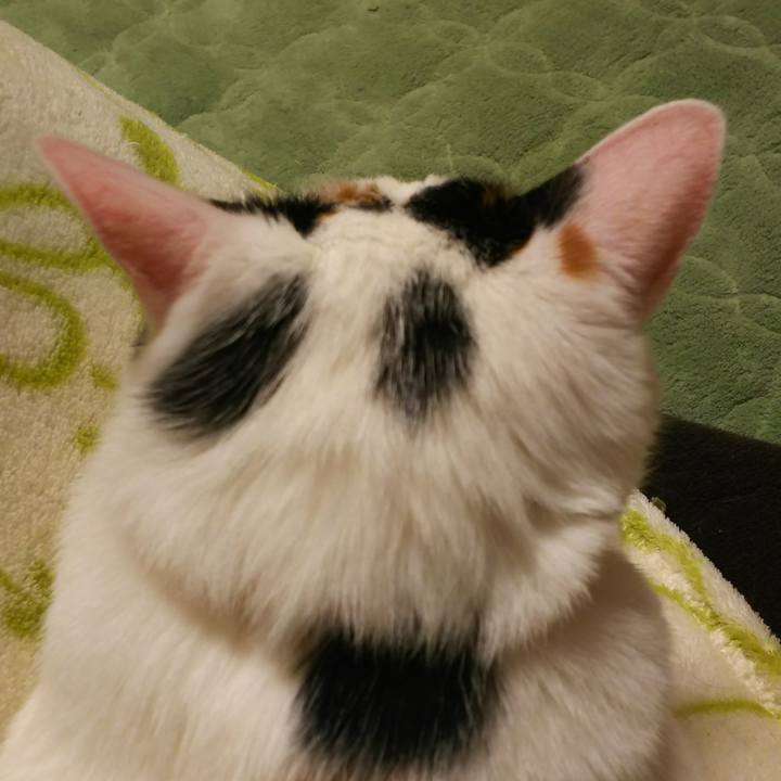 2310980f 68e1 4ba5 9e69 ba6264291655 1513597233299