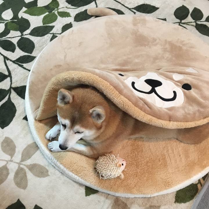 23109f6c 0764 491e bb32 f5f473266df9 1529332385643