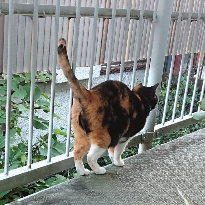 2310fb01 8fe6 4b4f b913 391c3fb421ef 1604547746966