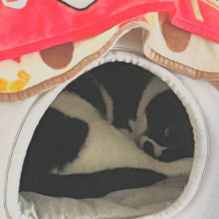 23153a5e 0234 4862 90a6 1f38bec7ae73 1711675542018