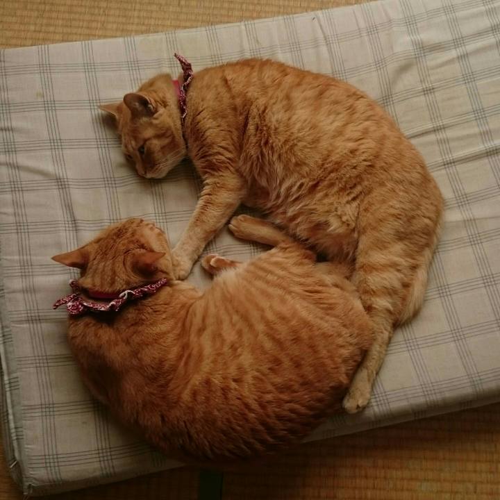 2319496e 0130 4f99 b736 7da254217a00 1527315959006