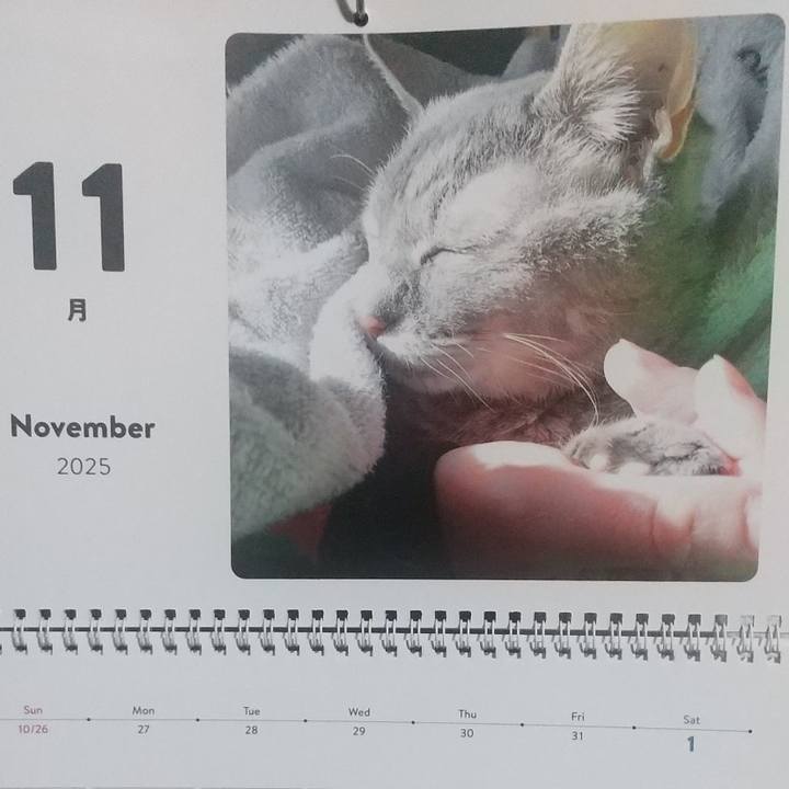 231aa650 94b6 4825 9d90 c3152ce67615 1761946989582