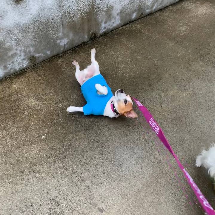 231d439a e65d 4a6c 94bb beea13cd17eb 1594951529952