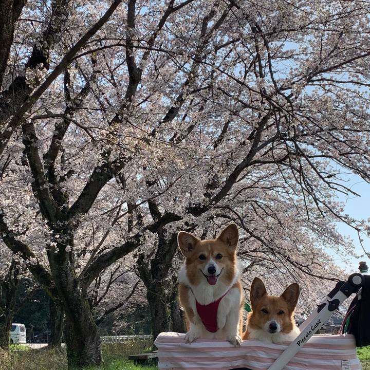 231d6835 2339 411e a5dc 727cd10f96db 1680073332645