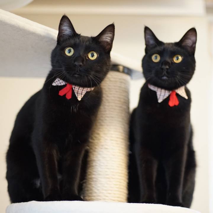 231dcdc9 0443 450b ad72 355f6ffd13fe 1520379648126