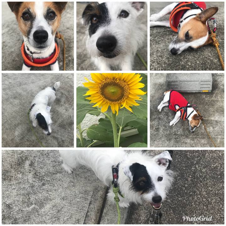 23213d2c e5d3 4005 b765 8caf06de2df4 1531354099510