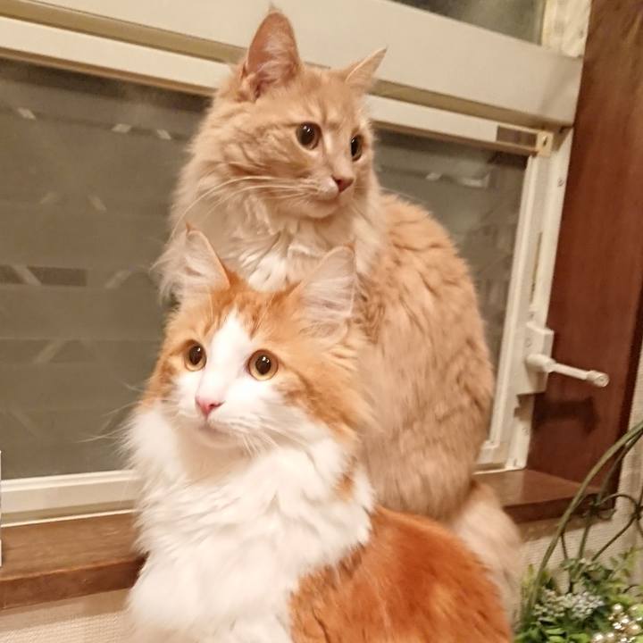 23232fcb 0993 4323 9df5 5c0a545b2f78 1522462514526