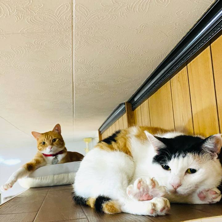 23249ddc 4811 4eab a934 10fee8fecc2b 1685482393201