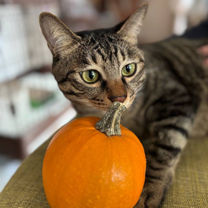 2328a91d fccb 4b7d b770 f4ed8f340858 1762390160292