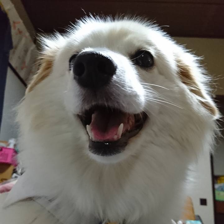 232ba095 1590 411a 9563 0557f0e64eac 1535112175077