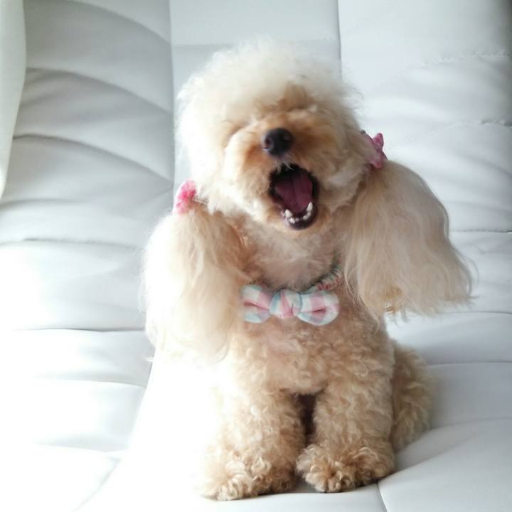 232dbcae c0dd 4724 ae0b b989d44e60a6 1514440055697