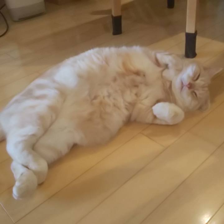 232e677a f4cb 4c88 9488 bc322ef71caf 1574908561447