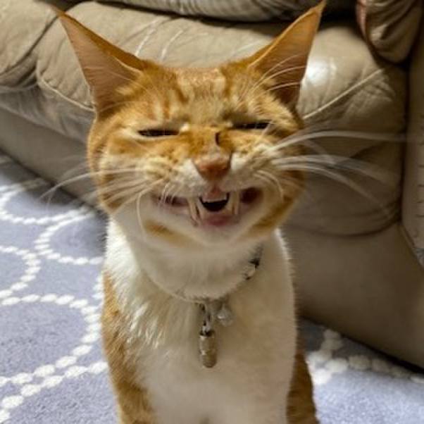 232e712d a6dd 4f6f b718 0b7c07368836 1646822297933