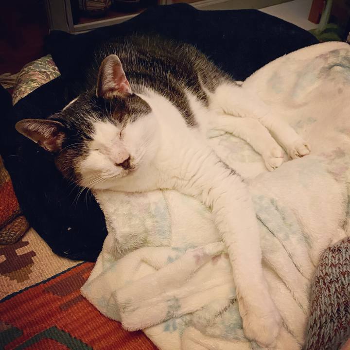 232efaaf 2d87 4feb b76f ed8861a2102e 1609856002800